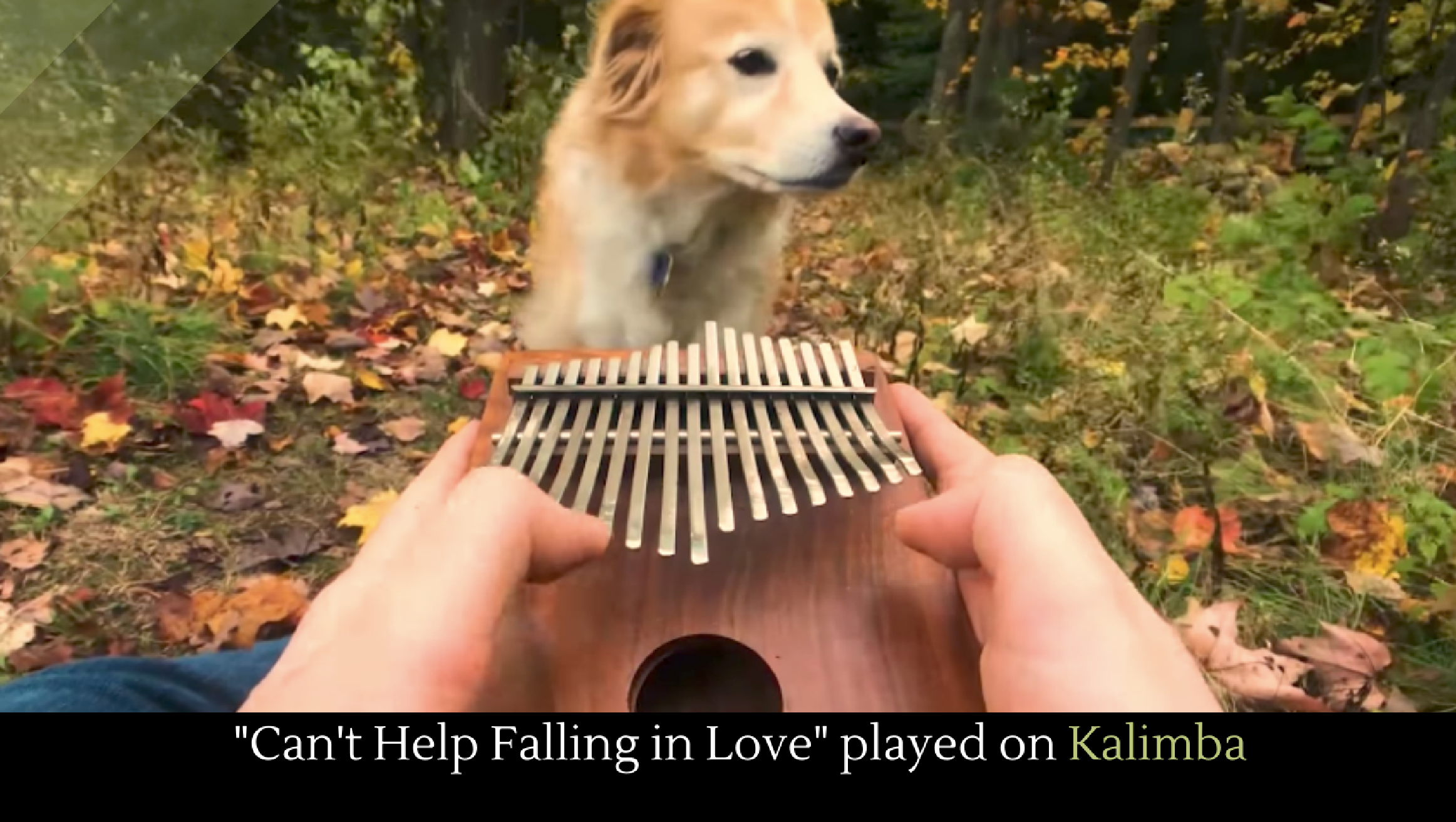 "Can't Help Falling in Love" played on Kalimba Alltop Viral