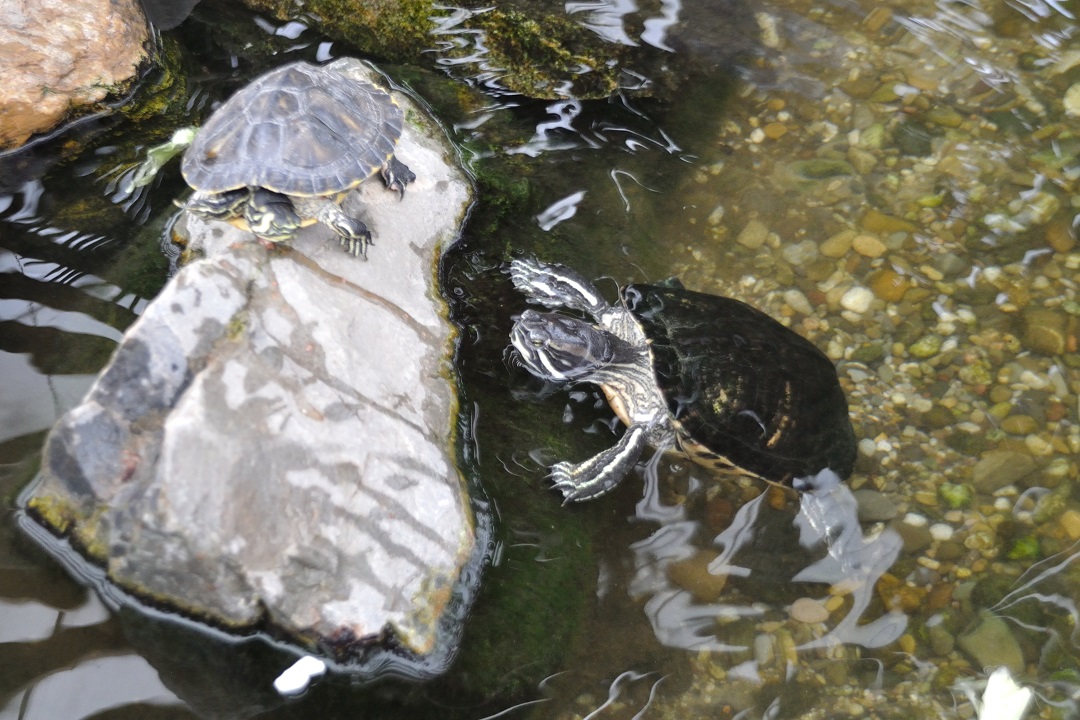 Water Turtle Care All Turtles