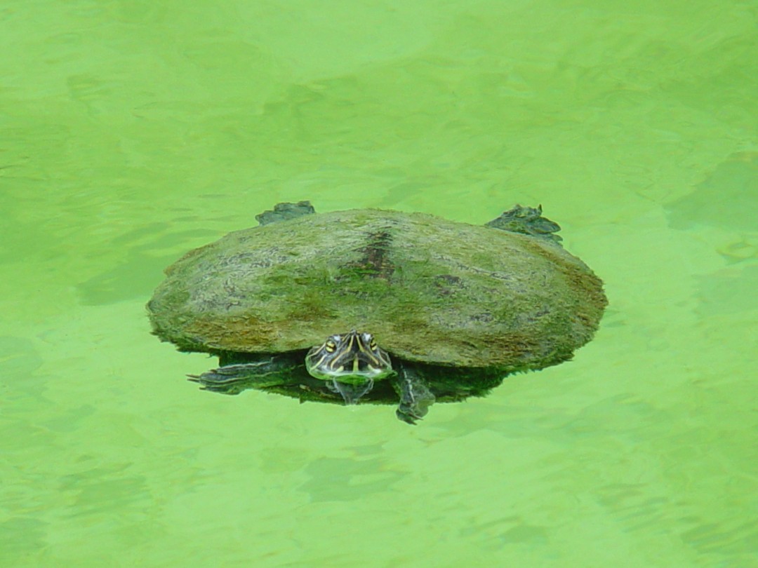 Turtle First Aid Turtles and Algae All Turtles