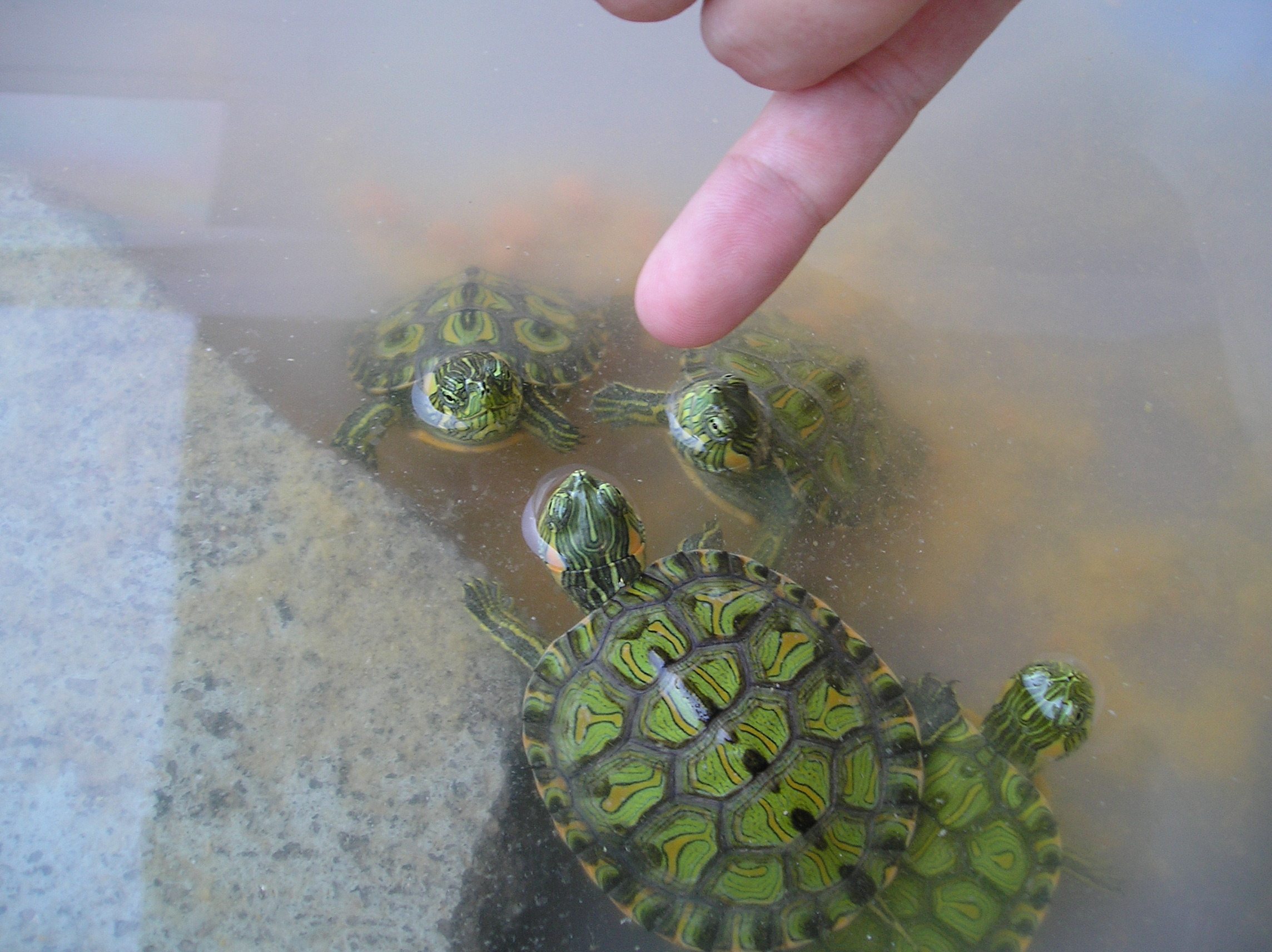 Water Turtle Care All Turtles