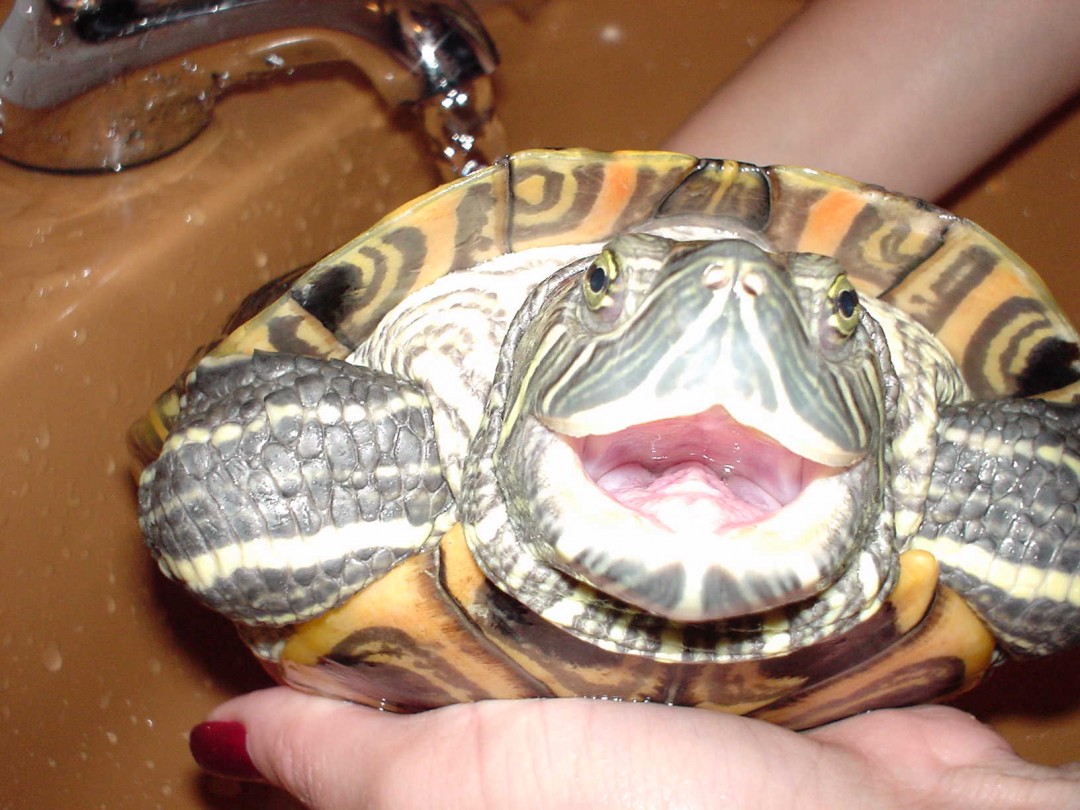 Water Turtle Feeding All Turtles