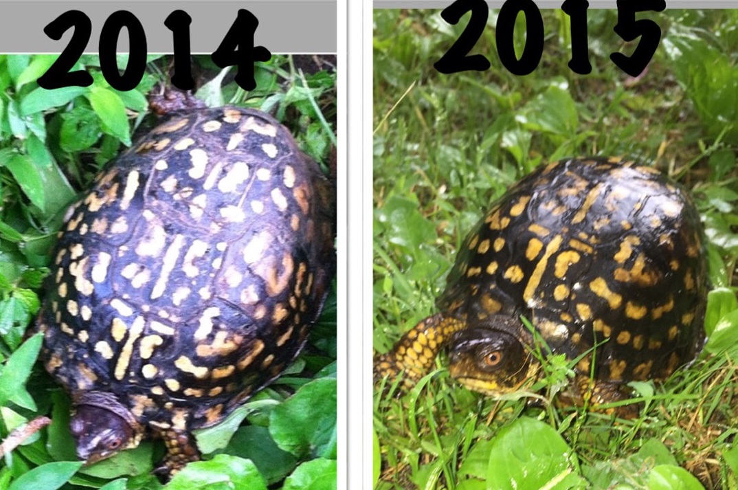 Eastern Box Turtle All Turtles