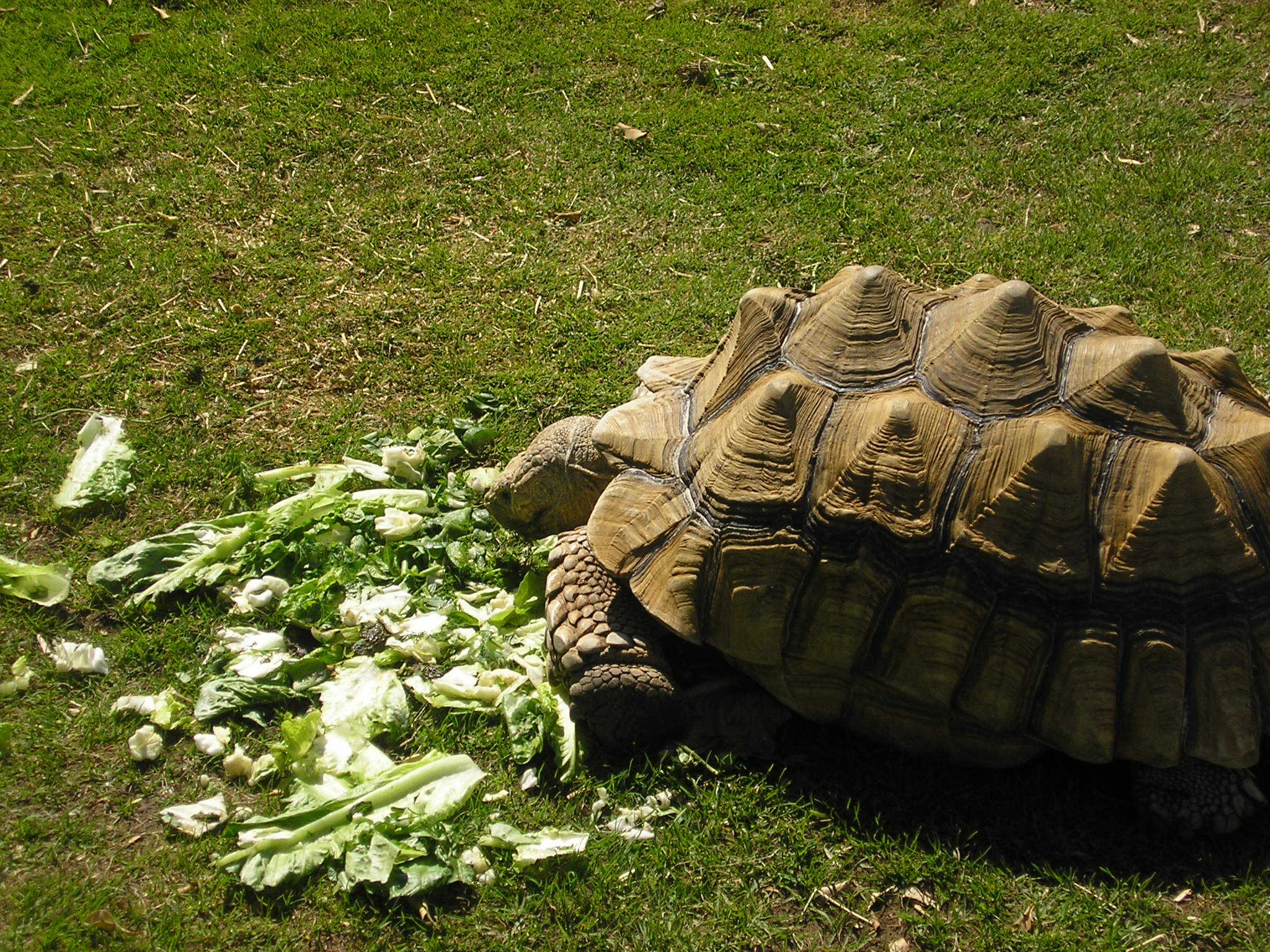 Everything You Need on Turtle Care and Tortoise Care (Eating, Habitat