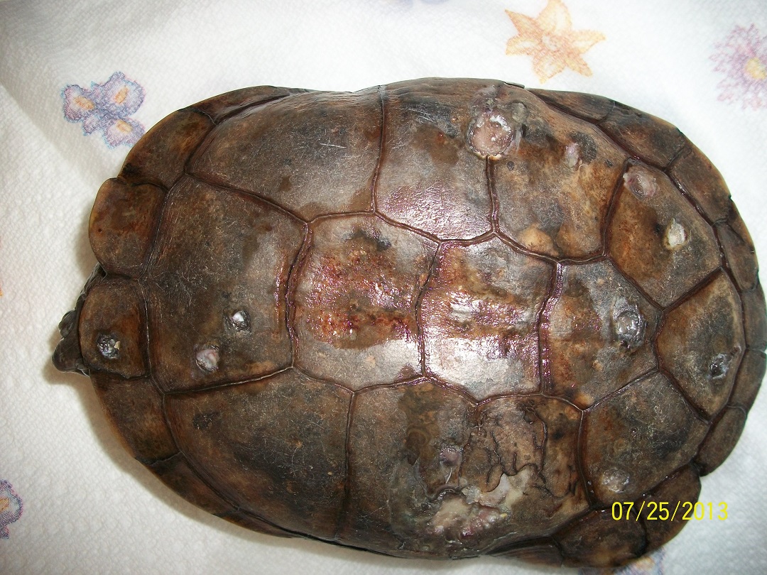 How do you know if shell rot is healing? Rankiing Wiki Facts, Films