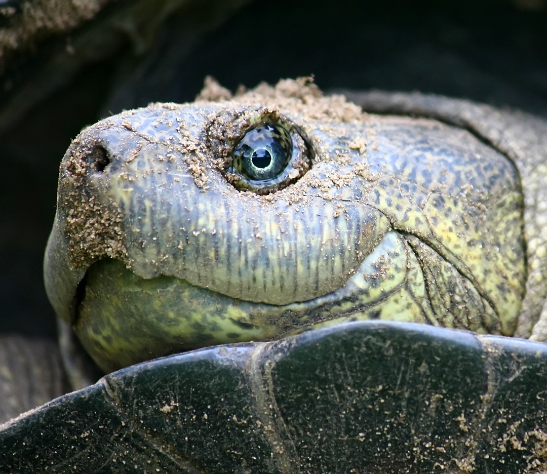 Turtle First Aid Frequent sneezing, coughing, and