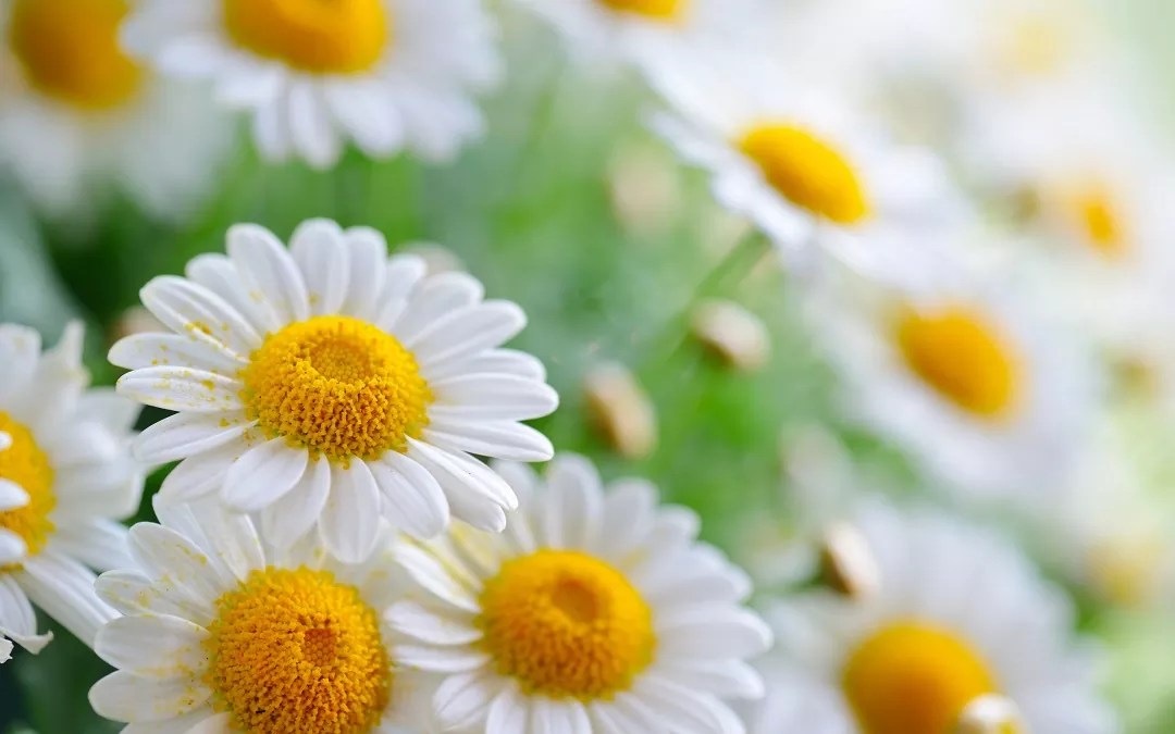 Daisies Flowers Meaning Best Flower Site