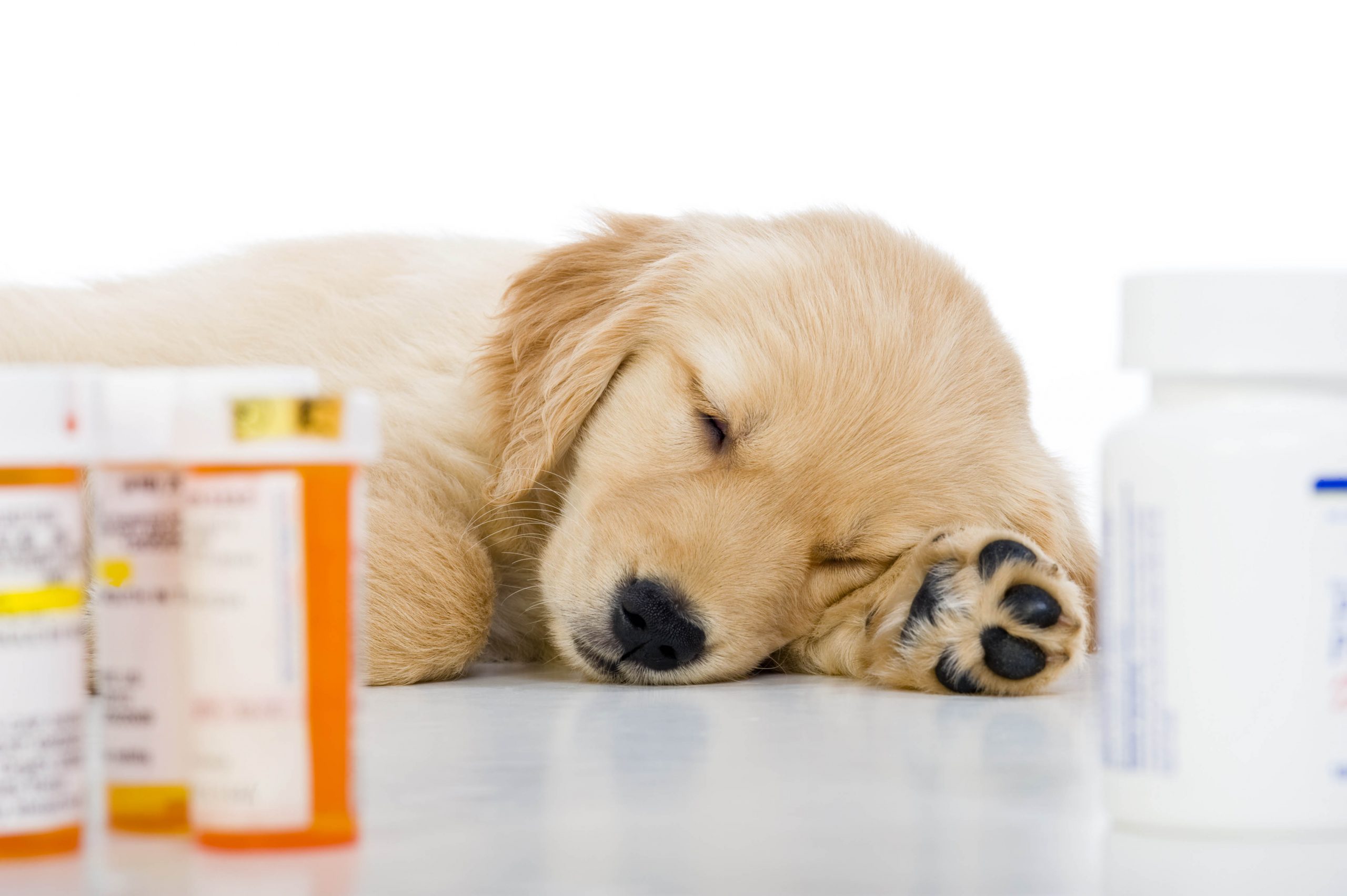 Veterinary Compounding Customized Medications for Your Pet