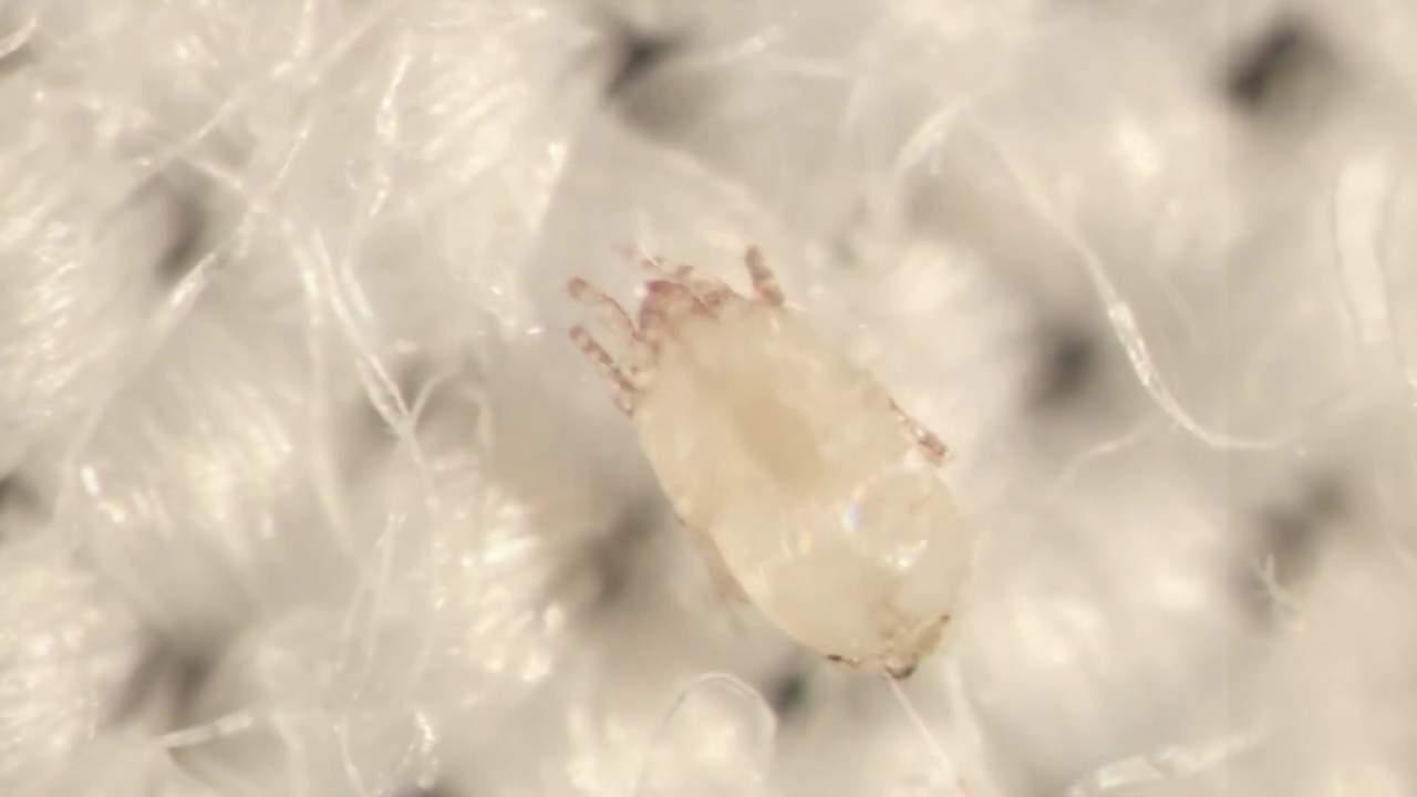 House Dust Mite Allergy AllVac Pharmaceuticals