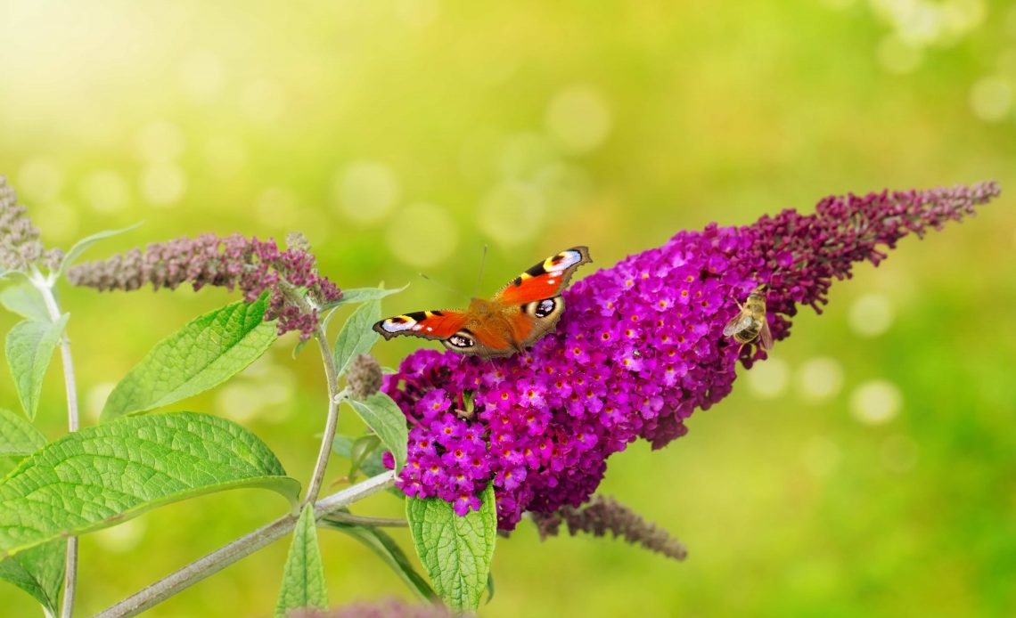 How To Propagate Butterfly Bushes From Cuttings, Seeds and Root