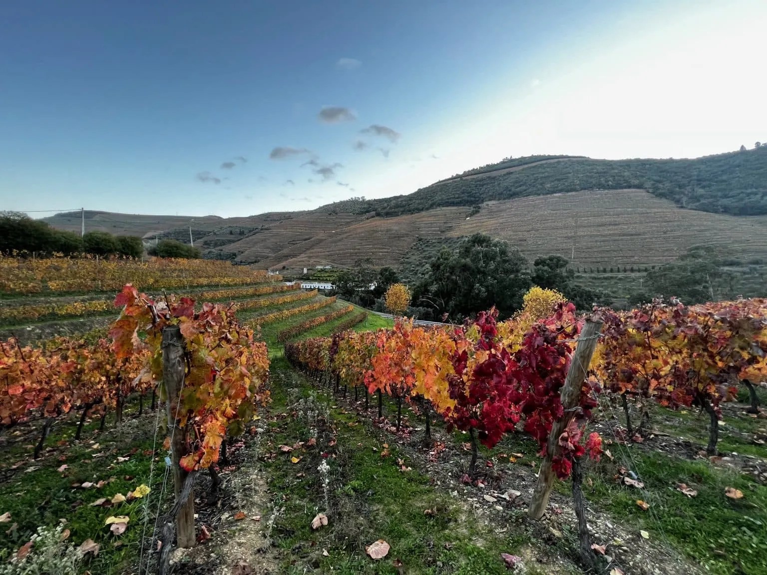 What Are The Best Months to Visit The Douro Valley? All Wine Tours
