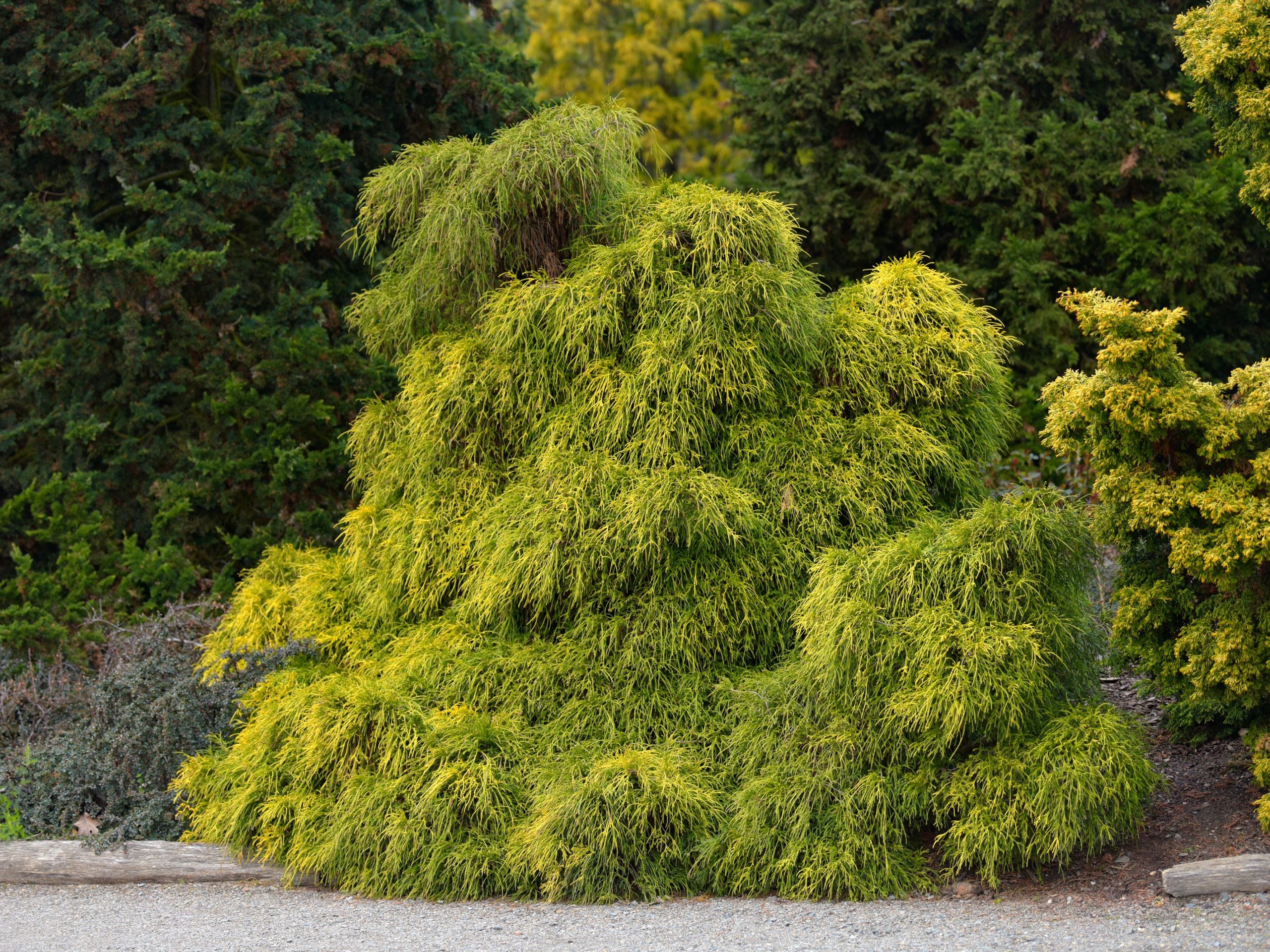 How To Grow and Care False Cypress