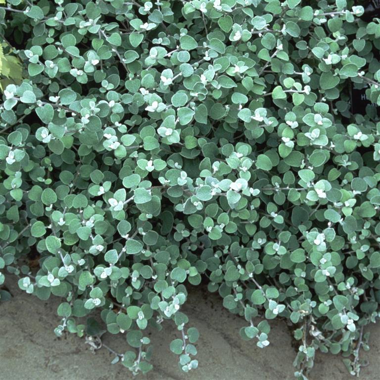 How To Care Helichrysum Petiolare Licorice Plant