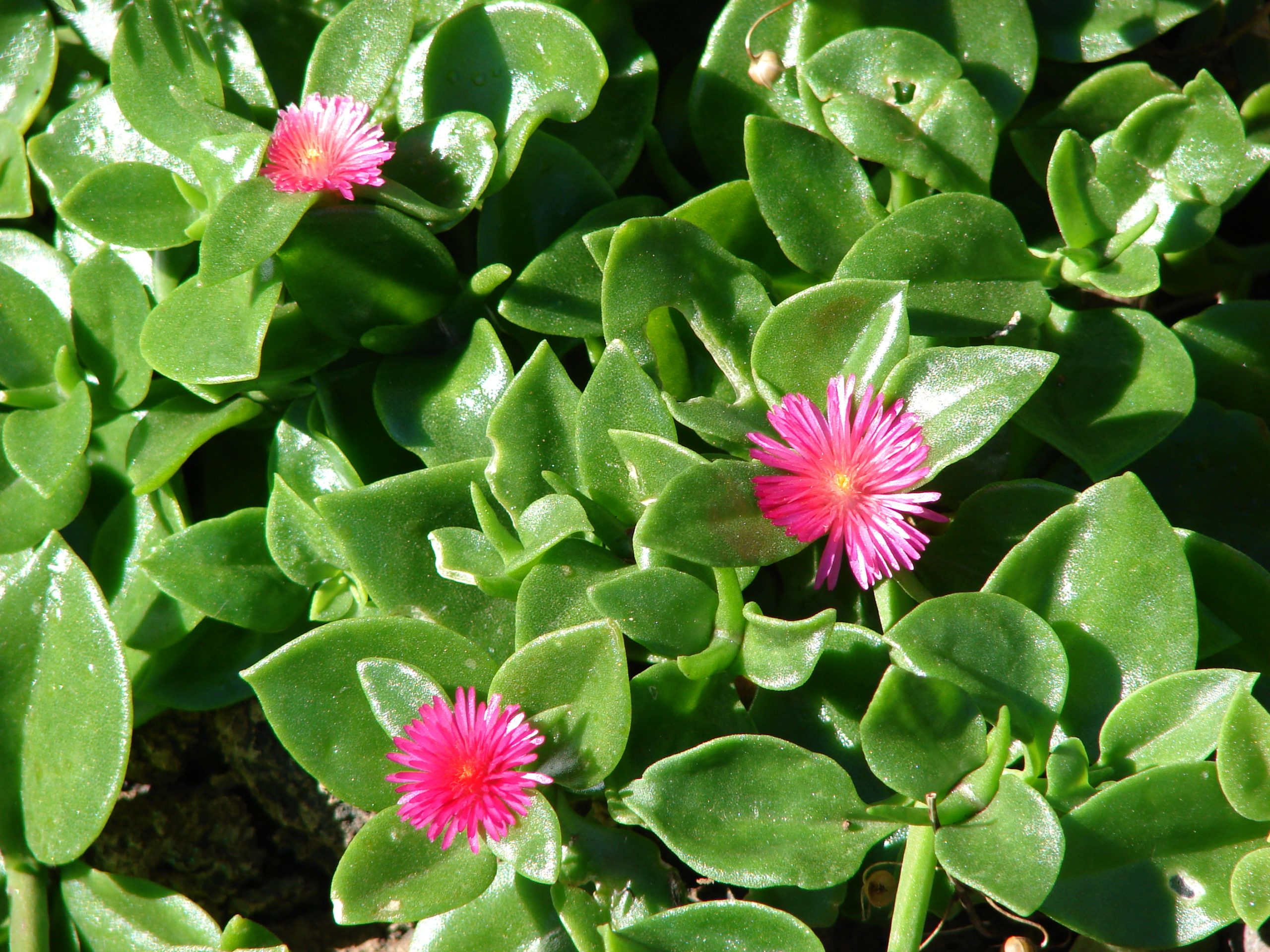 Heartleaf Ice Plant Complete Caring Guide