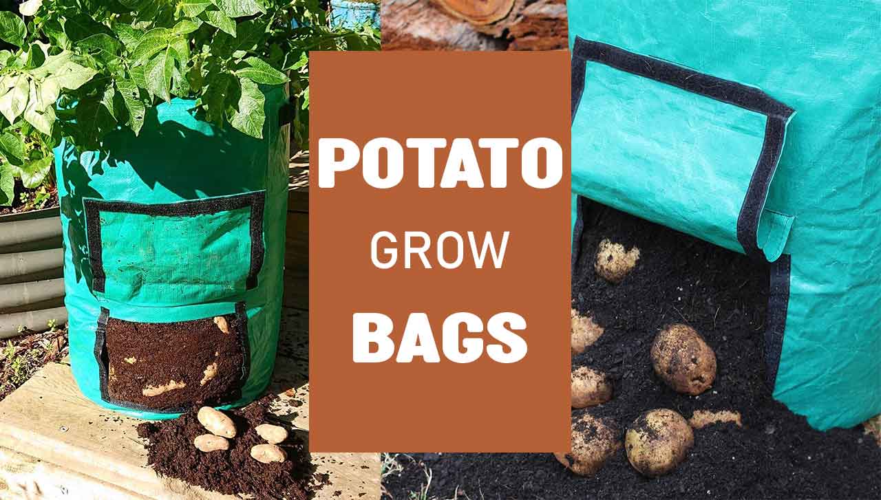 Maximizing Your Potato Harvest with Potato Grow Bags