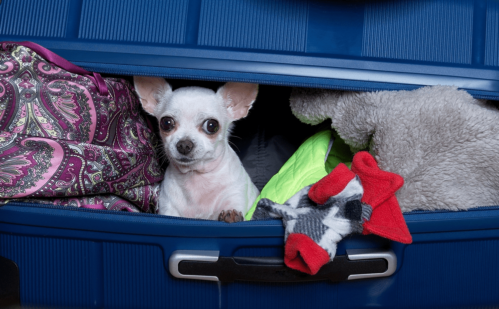 Dog Travel Essentials A Comprehensive Packing List