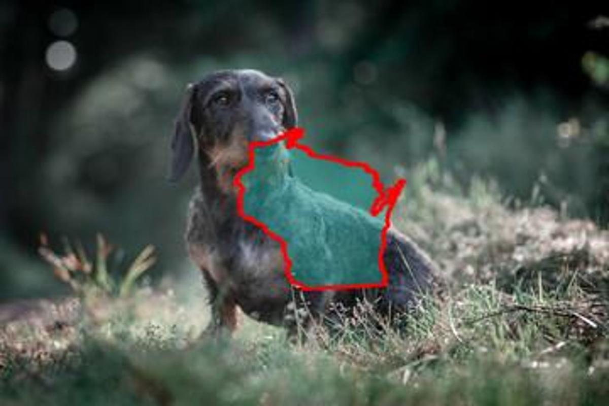 6 Best German Wirehaired Pointer Breeders In Wisconsin Prices Of Their