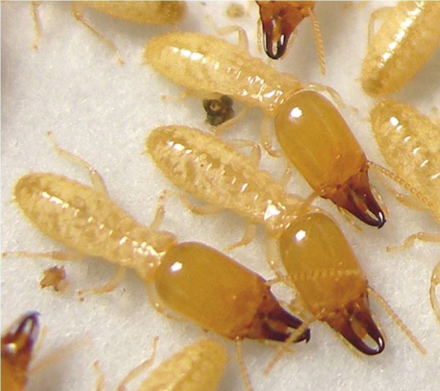 Best White Ants Pest Control Service in Dubai 1Al Madeena