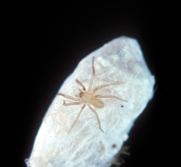 Brown Recluse Spiderling on Egg Sac (Photo by Sturgis McKeever,