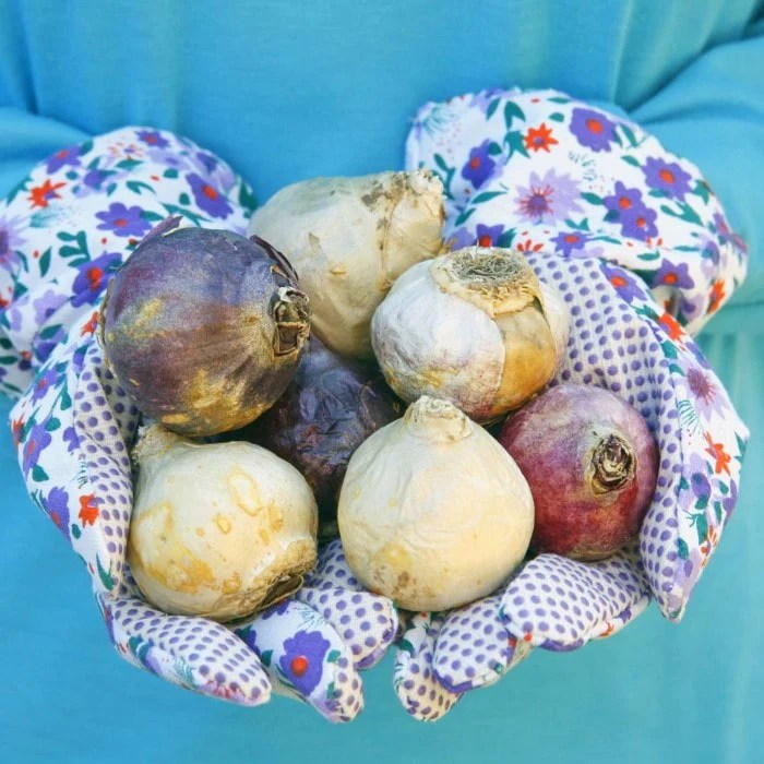 Flower Bulbs Buy Plants Online Almanac Planting Co