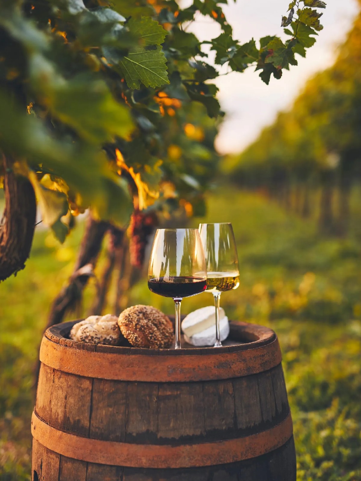 Agriturismo con degustazione vini sul Lago di Garda Almavite Wine