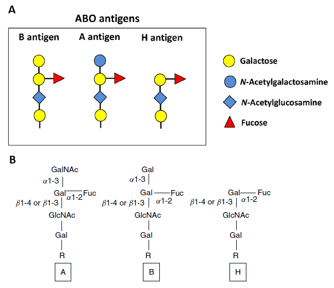 Blood group antigens