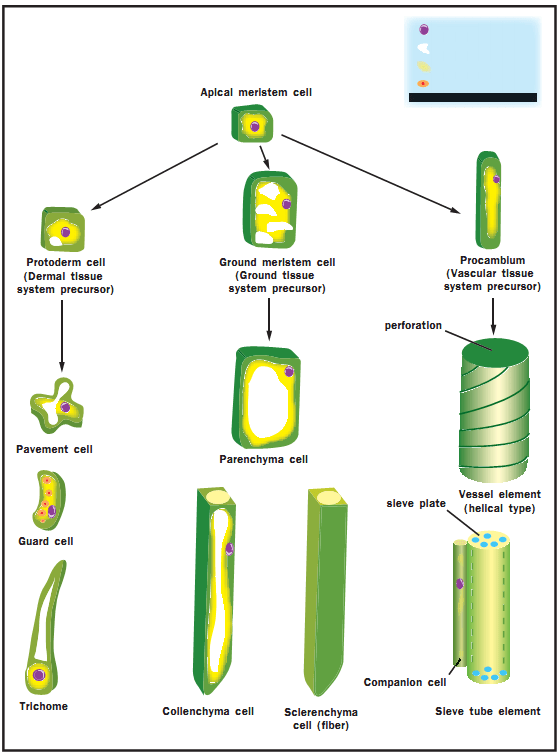 Differentiation in Plants
