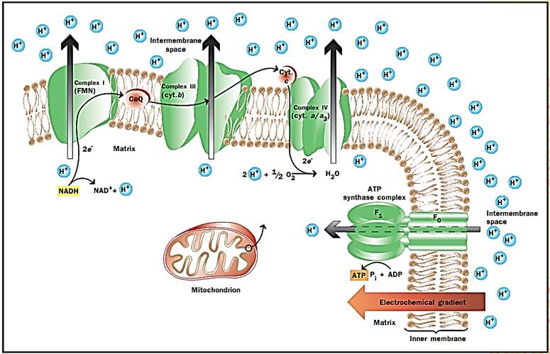 Oxidative Phosphorylation