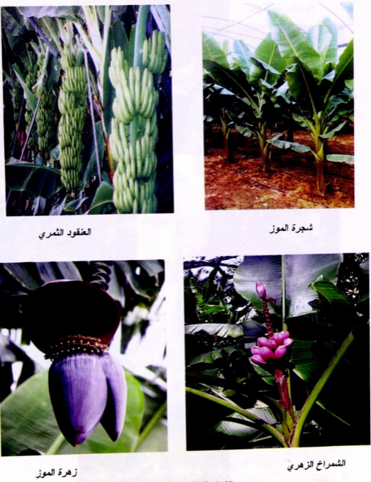 التصنيف النباتي والوصف المورفولوجي للموز