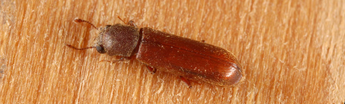Aobiid Powderpost Beetles ALM Exterminating Termite and Bed Bugs
