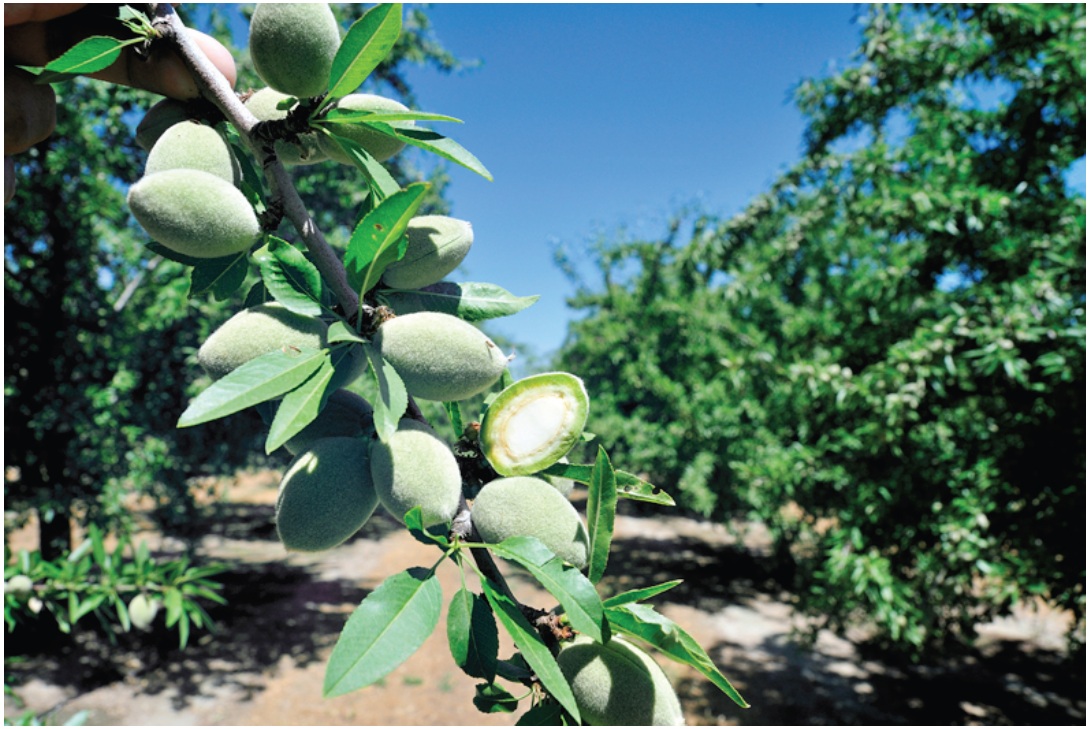 Mark Jansen Almond InsightsAlmond Crop Progressing Well Under Mild