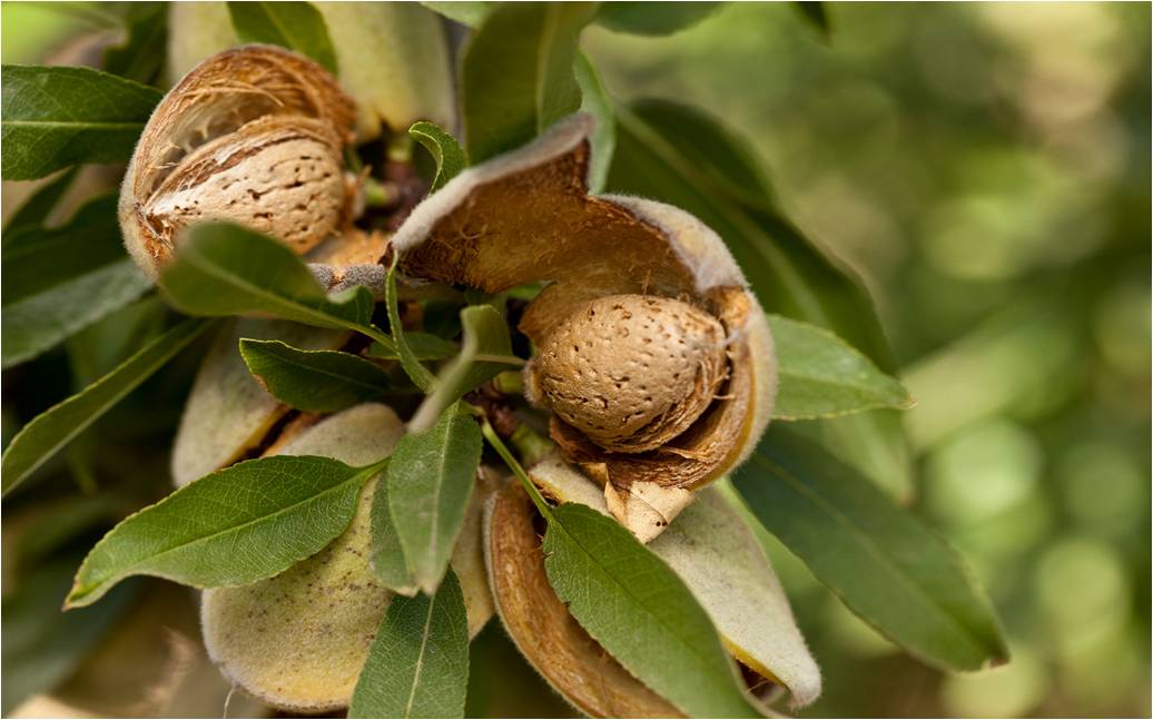 Net carbs 3g · nice! Mark Jansen Almond Insights2012 California Almond Crop