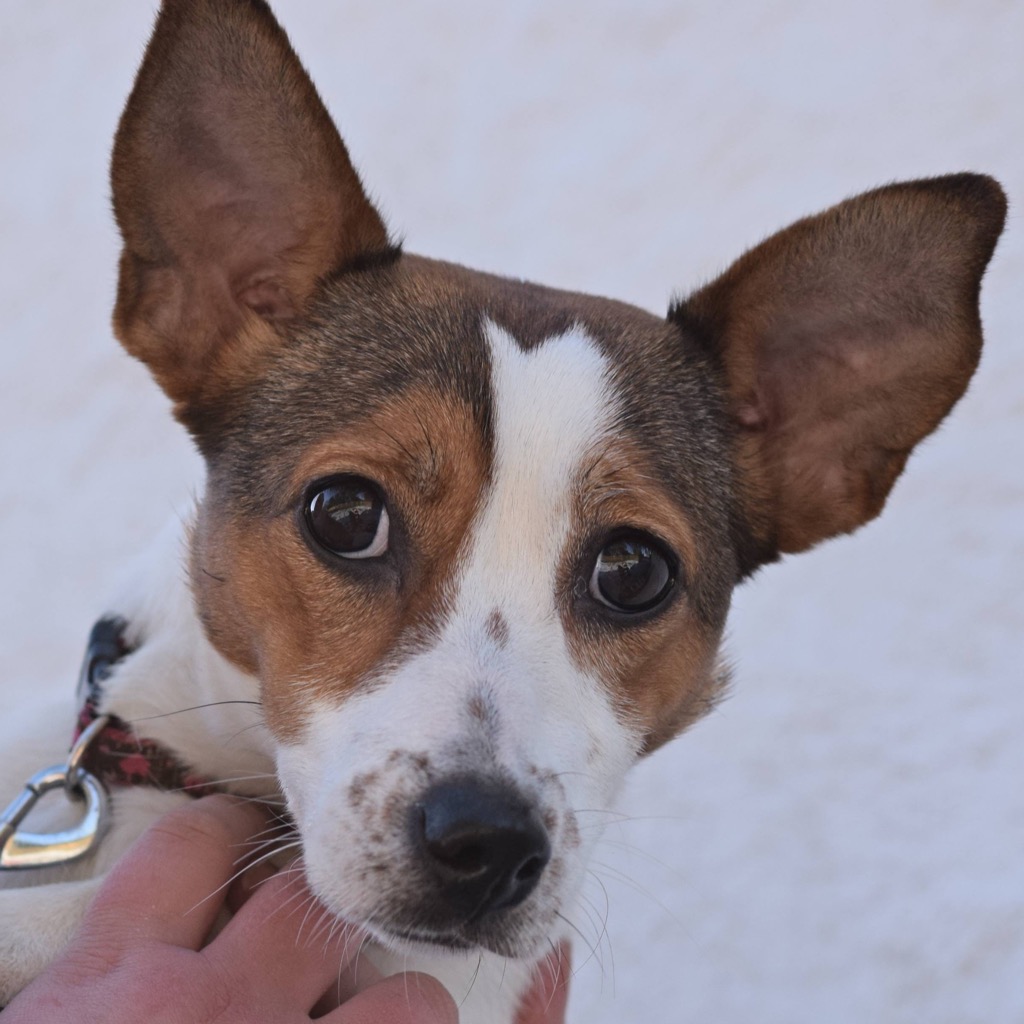 Molly (pointy ears!) Almost Home Dog Rescue