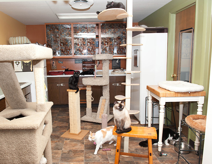 Who We Are Almost Home Adoptions for rescued cats