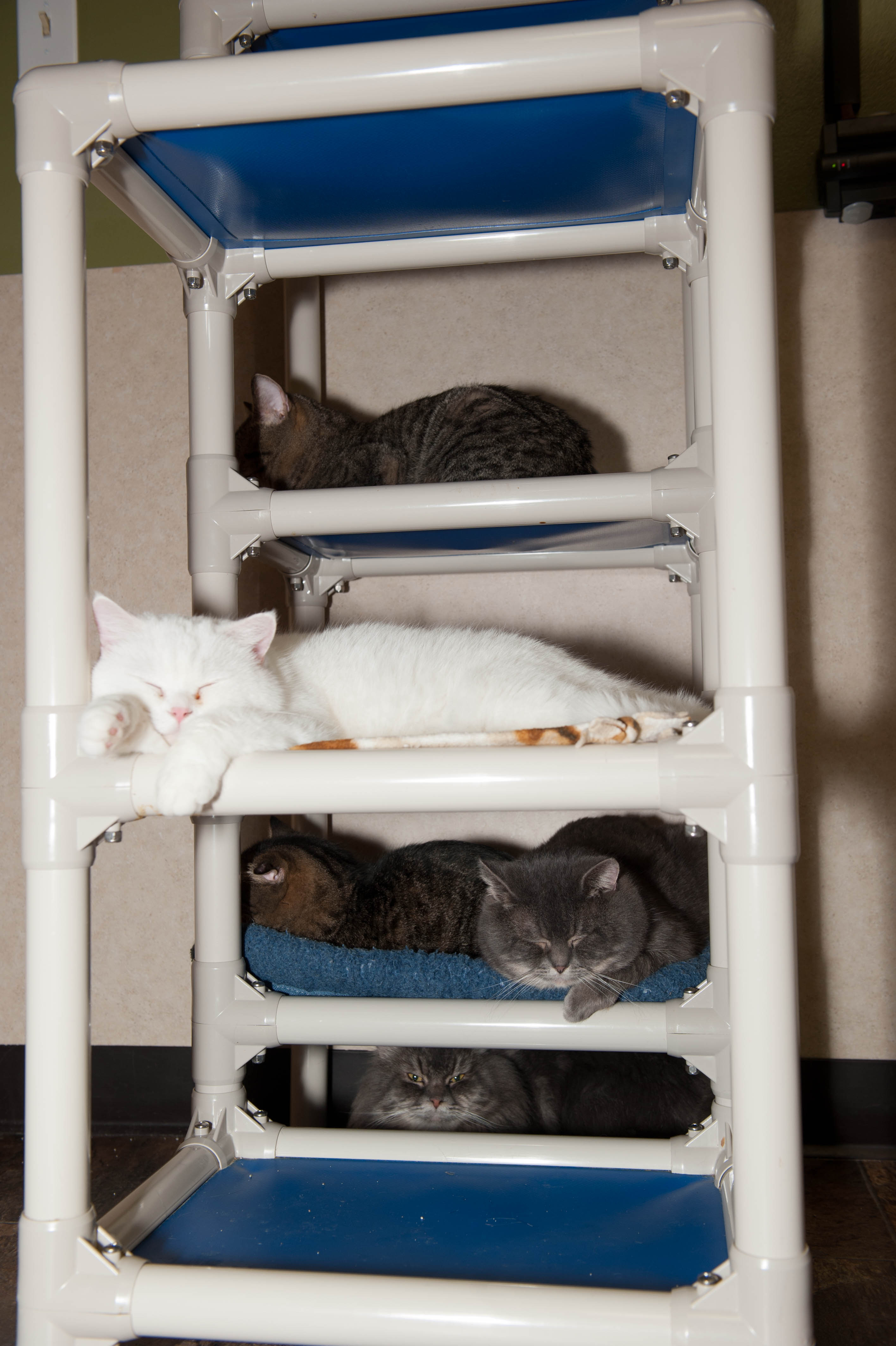 DSC_4747 Almost Home Adoptions for rescued cats