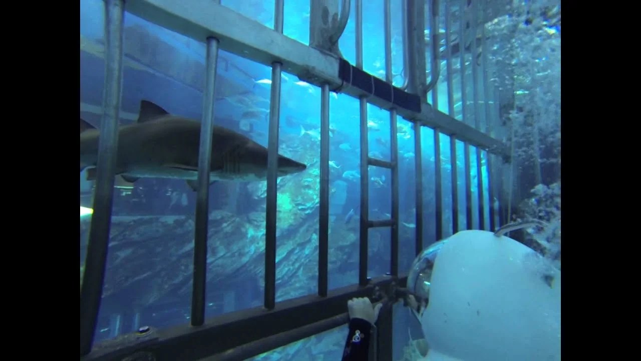 SNORKELLING (CAGE) Al Nahdi Travels