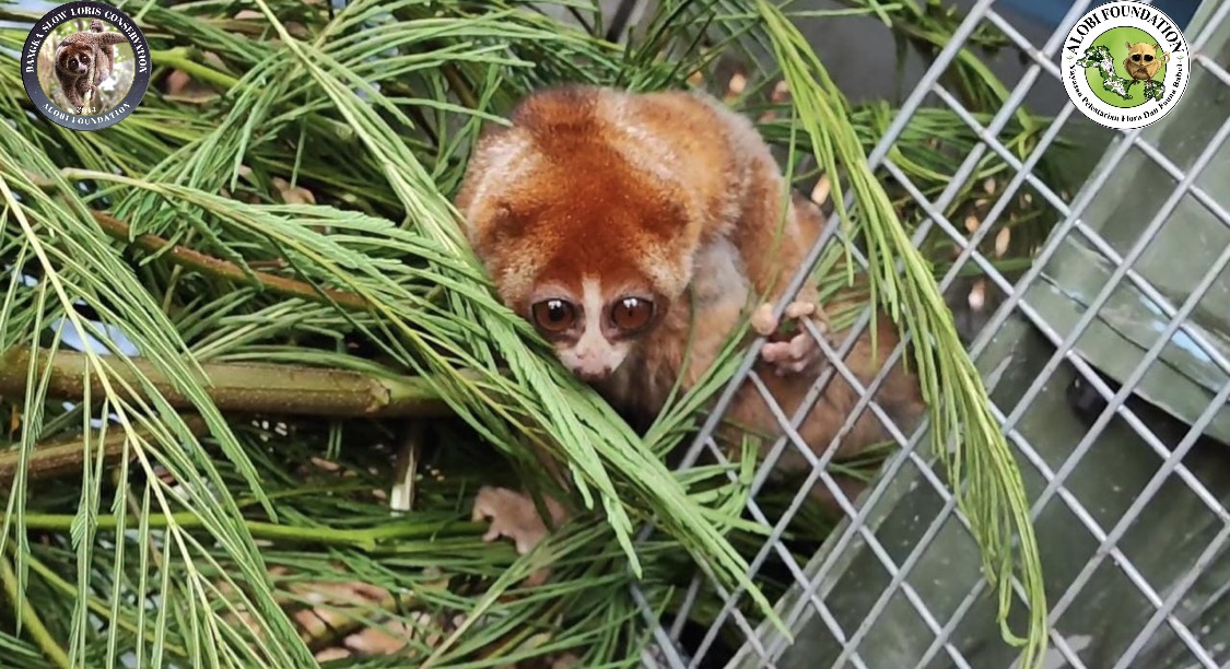 Another Rescued Bangka Slow Loris Successfully Released Back to Nature
