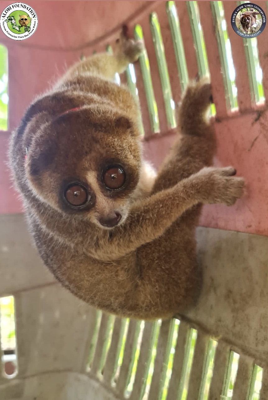 Bangka Slow Loris was Succesfully Rescued by Alobi Foundation ALOBI