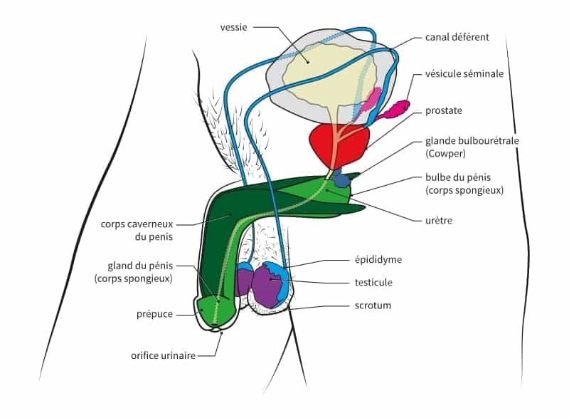 Comment utiliser la racine d’ortie pour la prostate