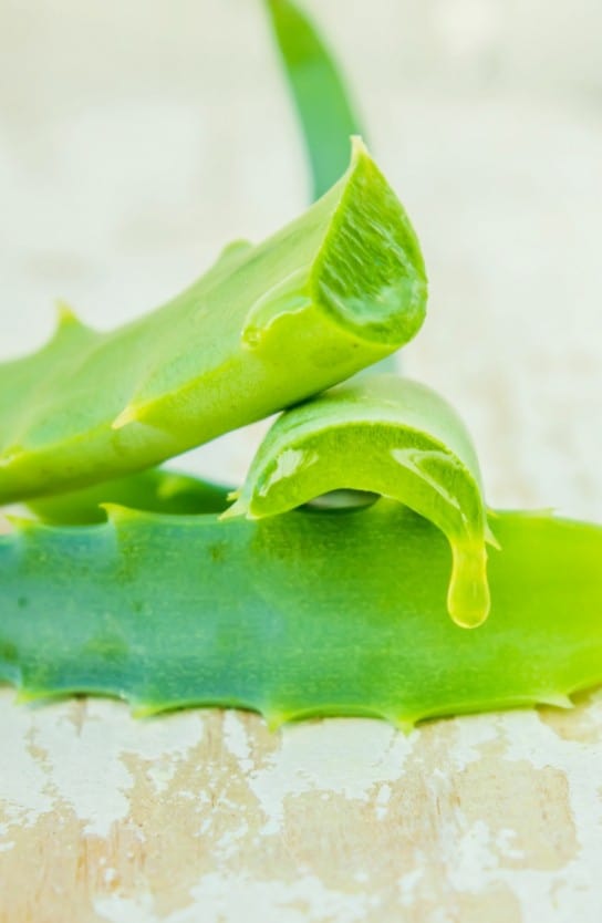Aloe Vera for Feet Aloe Vera Juice, Gel, Uses & Benefits