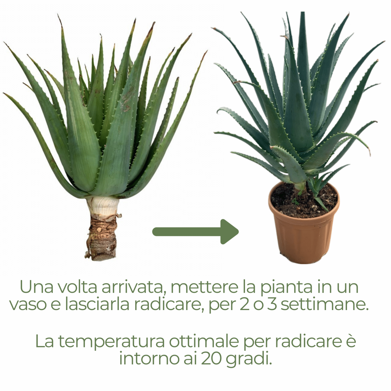 Erwachsene Aloe Arborescens Pflanze Biozertifiziert