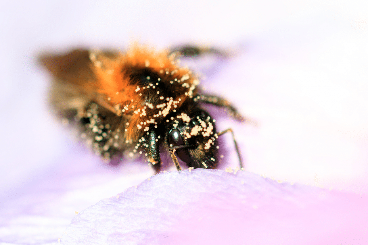 Scopri la produzione di Polline Biologico VonderWeid