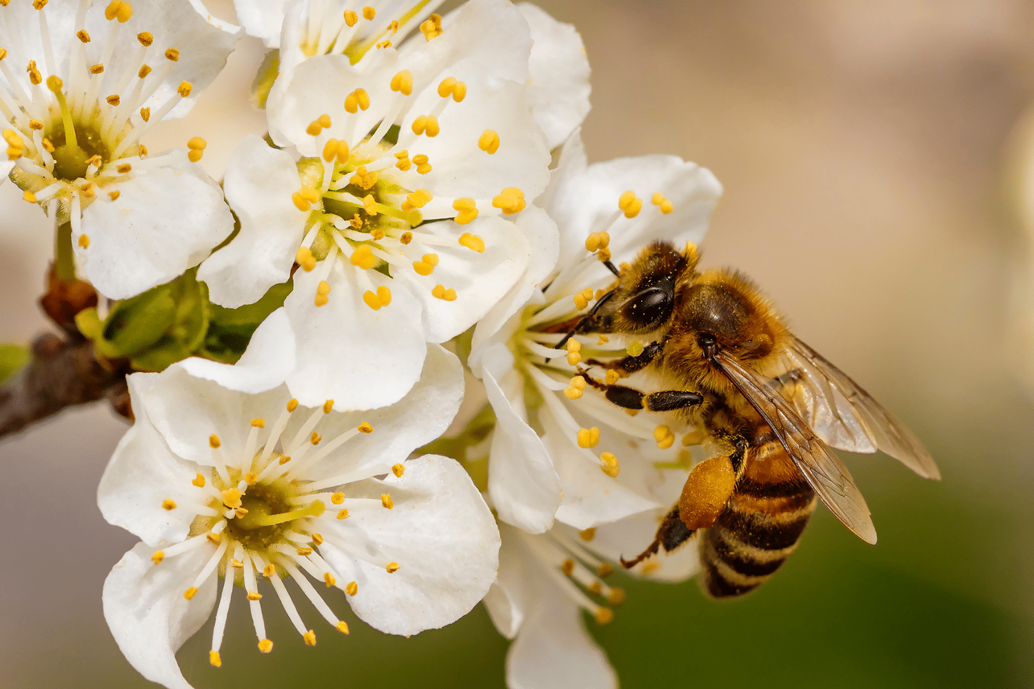 Scopri la produzione di Polline Biologico VonderWeid