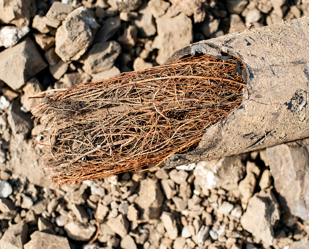 Detecting Tree Roots in Pipes