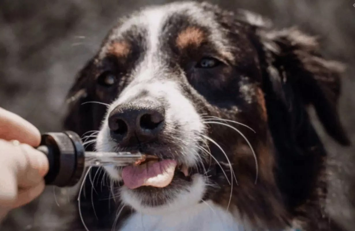 How to Give CBD Oil to Dogs?