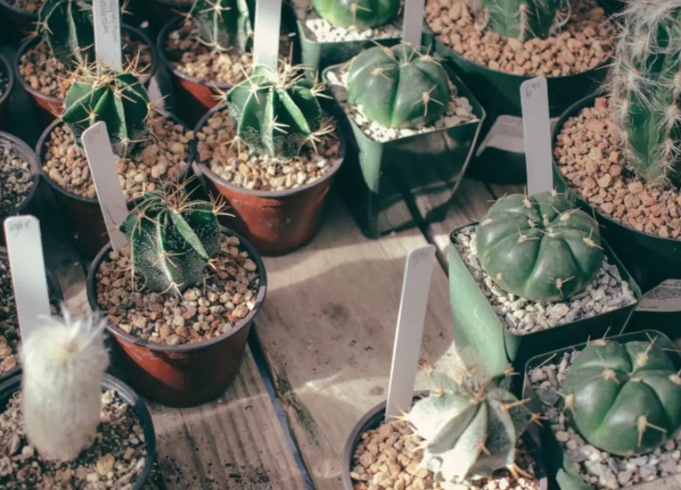7 Possible Reasons Why Your Cactus Is Dying