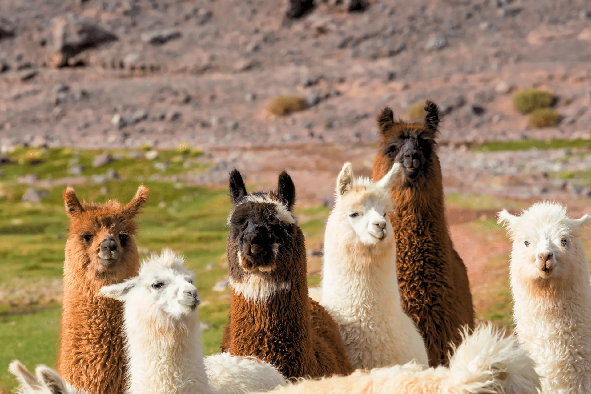 cal expo sacramento events 2026 2026 California State Fair Llama & Alpaca Show ALSA Alpaca Llama