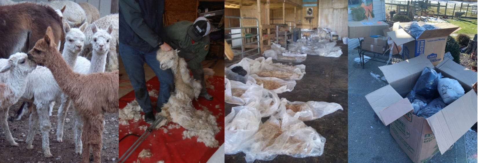 Alpaca Yarn Spun and Back From Fiber Mill Alpaca Meadows