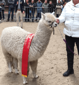 Wat Kost Een Alpaca? - Alpacaoord