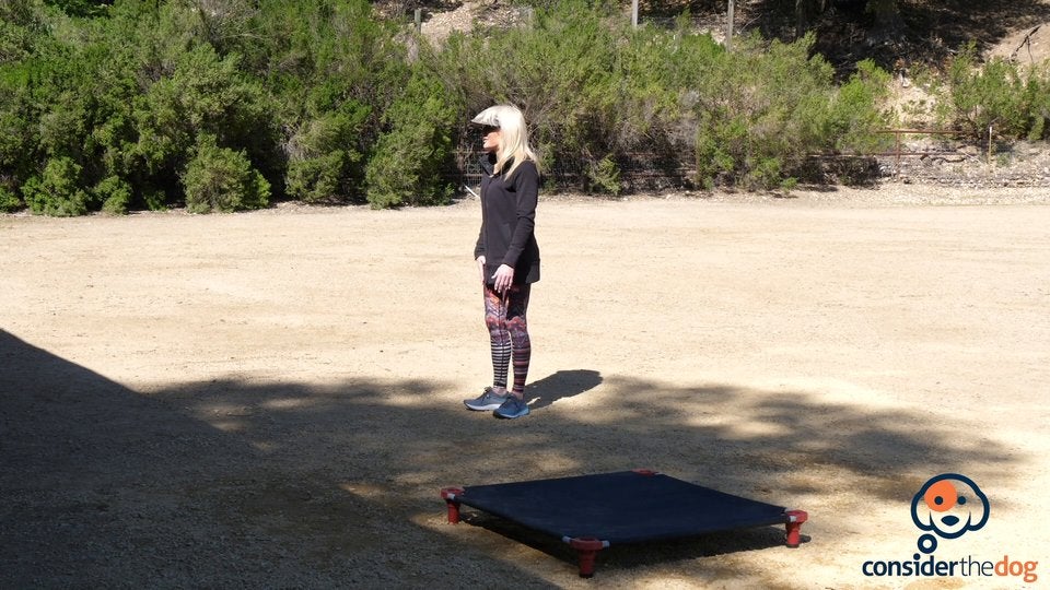 Working with a german shepherd with littermate syndrome