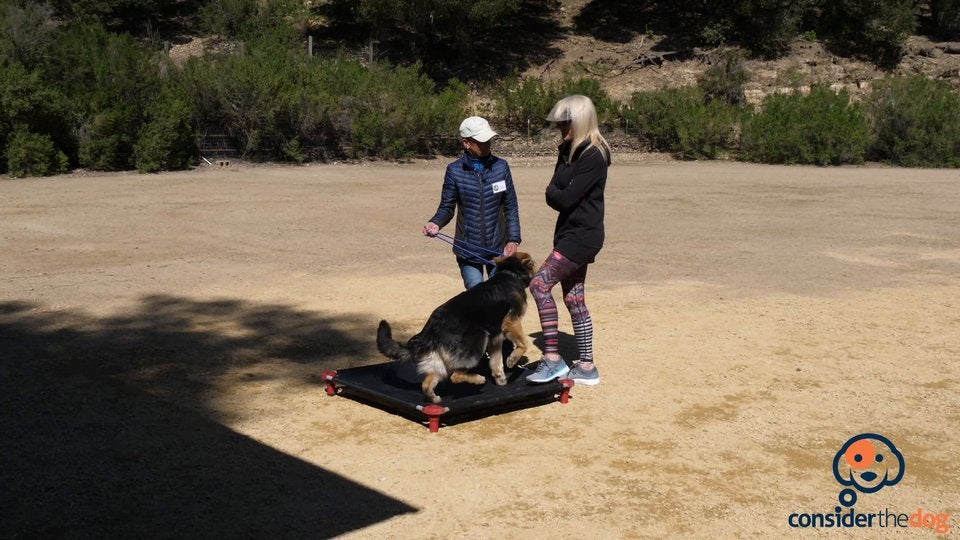 Working with a german shepherd with littermate syndrome